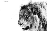Vumbura - Male Lion at Kill Vumbura - Male Lion at Kill